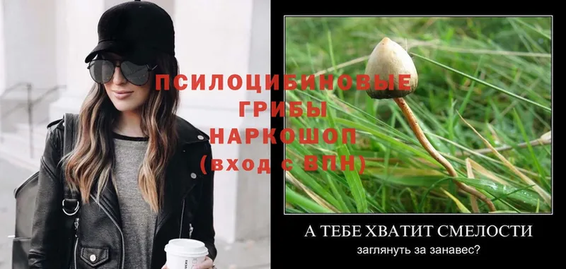 Псилоцибиновые грибы Psilocybe  darknet как зайти  Владимир  купить наркоту 